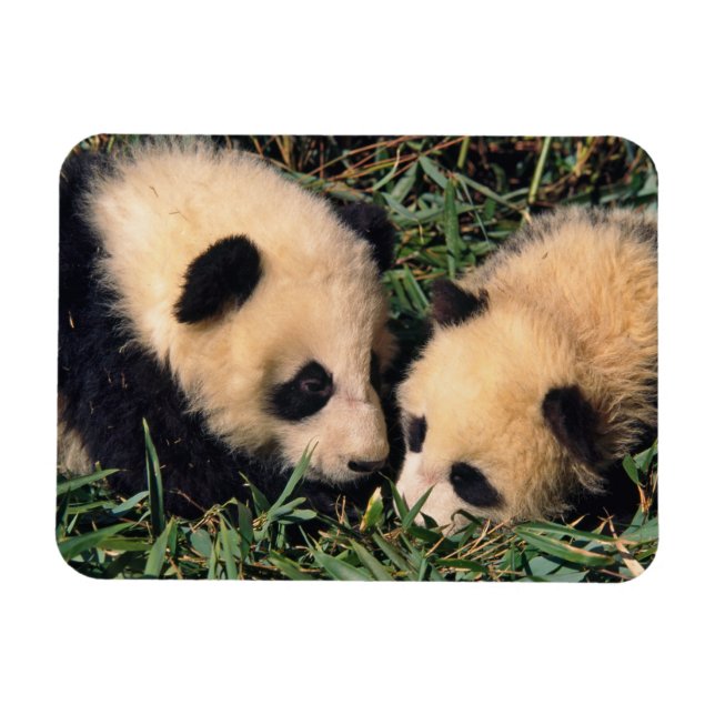 Magnet Flexible Deux oursons panda dans le buisson de bambou, Wolo (Horizontal)