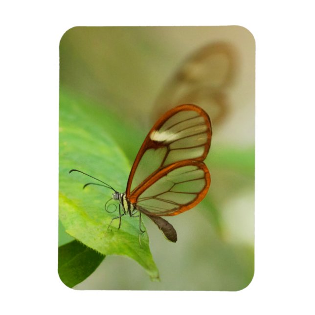 Magnet Flexible Deux papillons ailés en verre (Vertical)