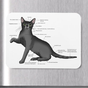 Magnet Flexible Diagramme d'anatomie de chat drôle humour nerd