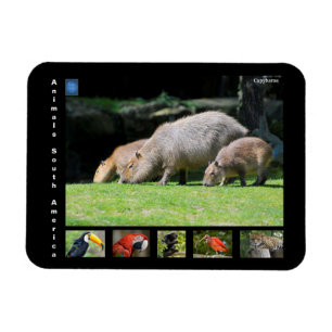 Magnet Flexible Divers animaux d'Amérique du Sud