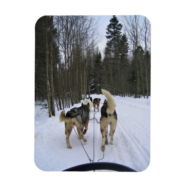 Magnet Flexible Dog Sledding à Québec, Canada (Vertical)