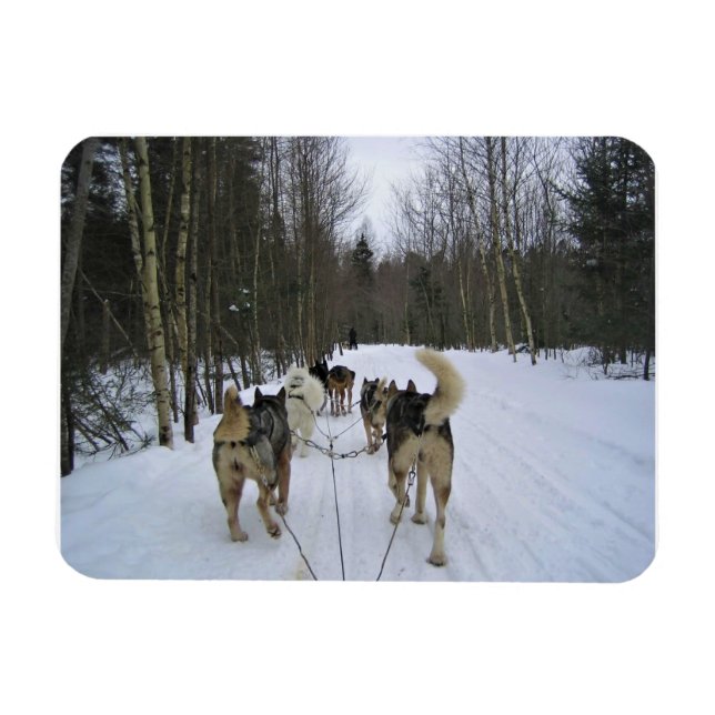 Magnet Flexible Dog Sledding à Québec, Canada (Horizontal)