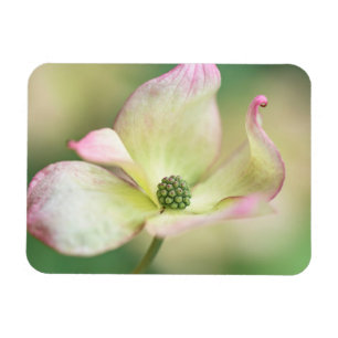 Magnet Flexible Dogwood Blossom Cornus Kousa 'Miss Satomi'