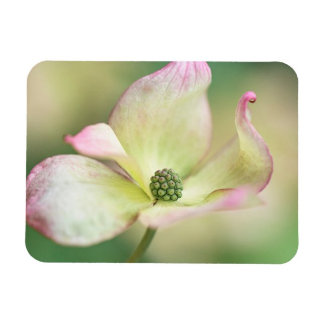 Magnet Flexible Dogwood Blossom | Cornus Kousa 'Miss Satomi' (Horizontal)