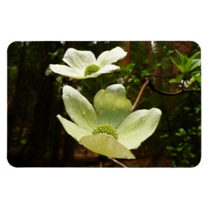Magnet Flexible Dogwoods et séquoias dans le parc national Yosemit