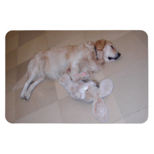 Magnet Flexible Dormant Golden Retriever