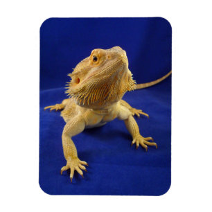 Magnet Flexible Dragon barbu sur le bleu