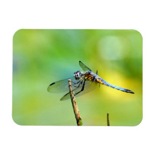 Magnet Flexible Dragonfly Accrochez-vous !