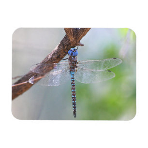 Magnet Flexible Dragonfly aux yeux bleus