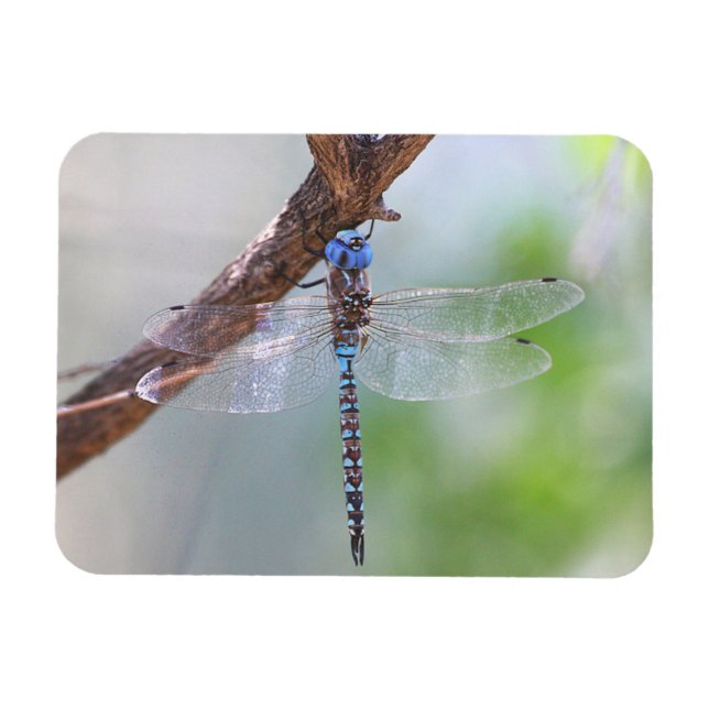 Magnet Flexible Dragonfly aux yeux bleus (Horizontal)