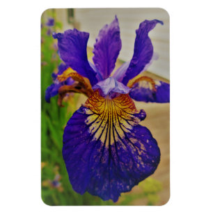 Magnet Flexible Drapeau bleu Iris Fleur de Lys France Canada Québe
