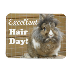 Magnet Flexible Drôle "Excellente journée des cheveux" pour lapin