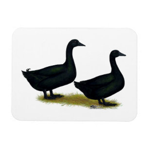 Magnet Flexible Ducks: Black Cayugas