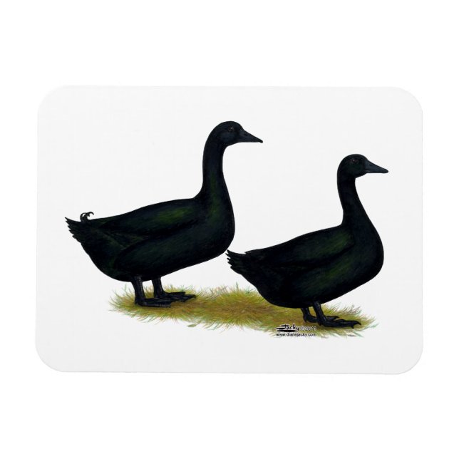 Magnet Flexible Ducks:  Black Cayugas (Horizontal)