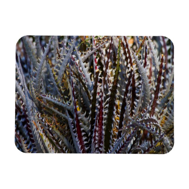 Magnet Flexible Dyckia délice (Horizontal)
