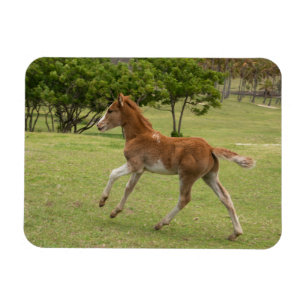 Magnet Flexible Easter Island aka Rapa Nui