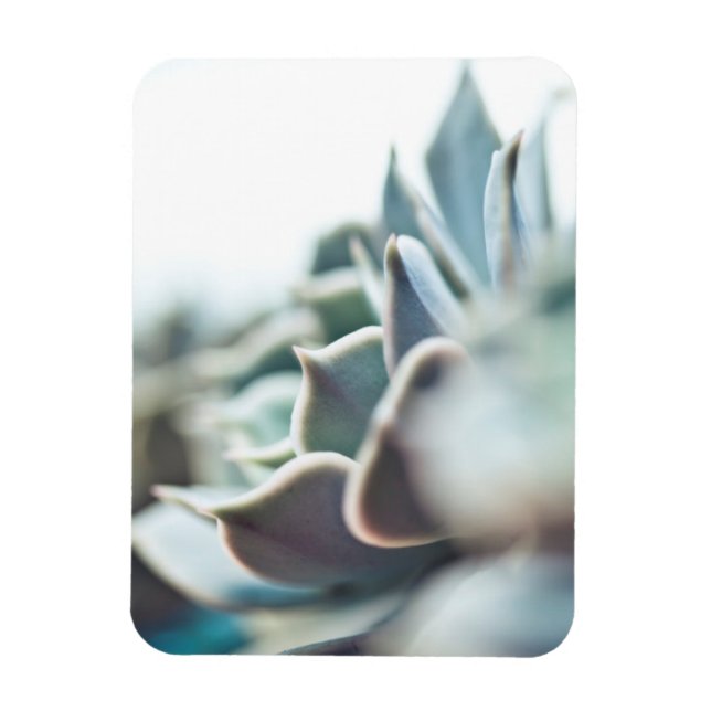Magnet Flexible Echeveria succulent (Vertical)