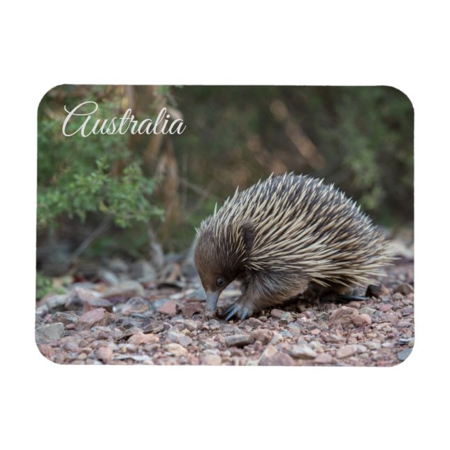 Magnet Flexible Echidna, Australie (Horizontal)