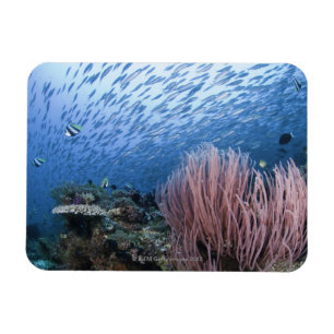 Magnet Flexible École des poissons au-dessus du récif