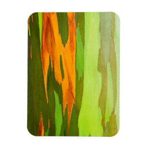 Magnet Flexible Écorce d'eucalyptus arc-en-ciel, Hawaï