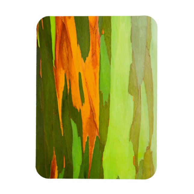 Magnet Flexible Écorce d'eucalyptus arc-en-ciel, Hawaï (Vertical)
