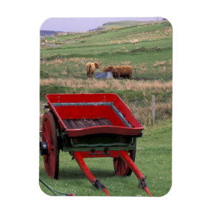 Magnet Flexible Écosse, île de Skye, Kilmuir. Animaux de ferme