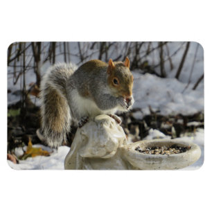 Magnet Flexible Écureuil Mangeant sur le mangeur d'oiseaux de lapi