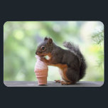 Magnet Flexible Écureuil mangeant un cône de glace<br><div class="desc">Photo d'un écureuil mangeant un cône de glace à l'extérieur sur la balustrade en bois d'un pont arrière. L'écureuil lèche un faux cône avec ce qui ressemble à de la crème glacée aux fraises... ou peut-être que c'est de la glace aromatisée à l'arachide ! Un bel arrière - plan vert...</div>