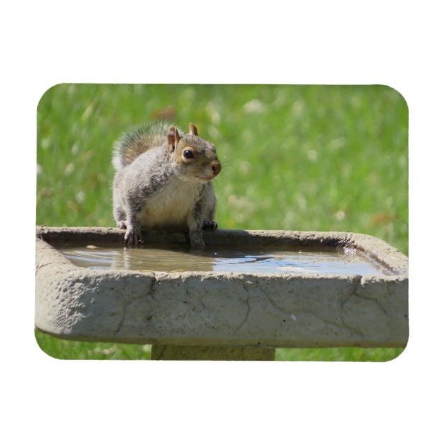 Magnet Flexible Écureuil soif sur le aimant de bain d'oiseaux (Horizontal)