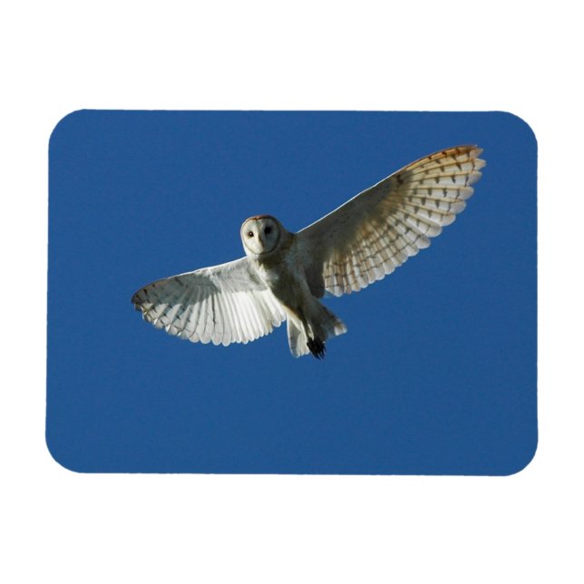 Magnet Flexible Effraie des clochers en vol de jour (Horizontal)