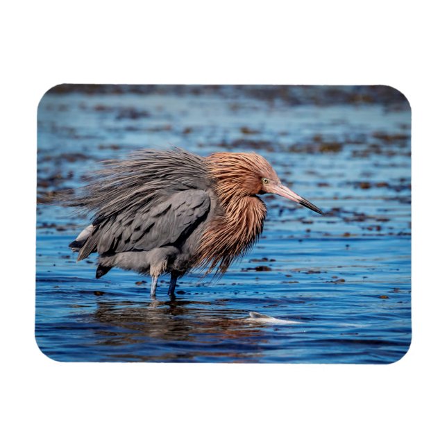 Magnet Flexible Egret rouge sur North Beach (Horizontal)