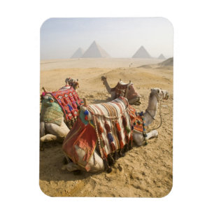 Magnet Flexible Égypte, Le Caire. Chameaux au repos