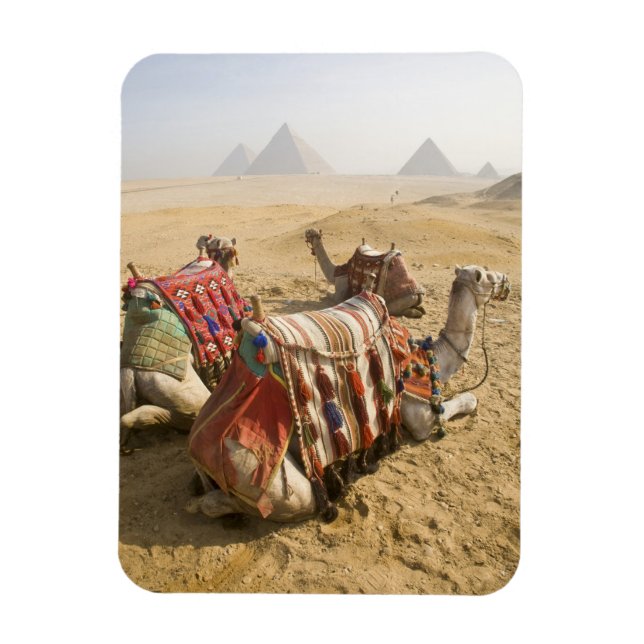 Magnet Flexible Égypte, Le Caire. Chameaux au repos (Vertical)