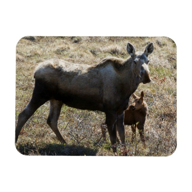 Magnet Flexible Élan femelle d'Alaska avec son petit (Horizontal)