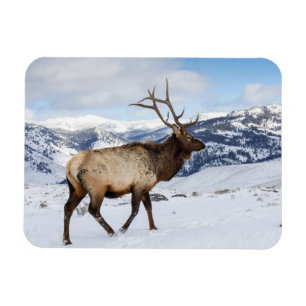 Magnet Flexible Élan mâle solitaire Parc national de Yellowstone