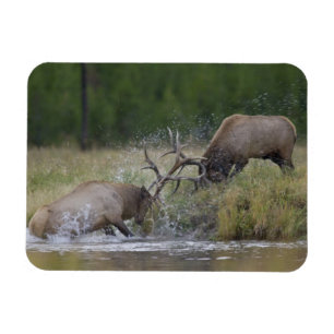 Magnet Flexible Élans mâles se battant, Parc national de Yellowsto