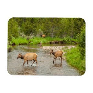 Magnet Flexible Élans traversant le fleuve Colorado