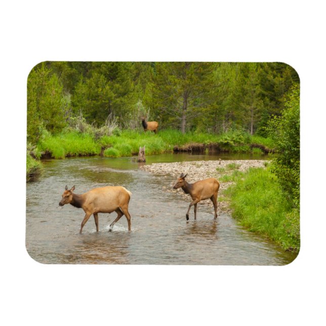 Magnet Flexible Élans traversant le fleuve Colorado (Horizontal)