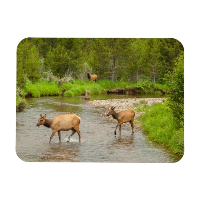 Magnet Flexible Élans traversant le fleuve Colorado (Horizontal)
