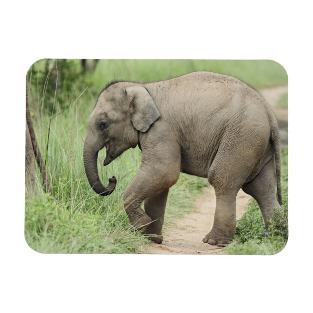 Magnet Flexible Éléphant bébé suivant sa mère, Corbett (Horizontal)