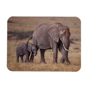 Magnet Flexible Éléphant d'Afrique avec bébé