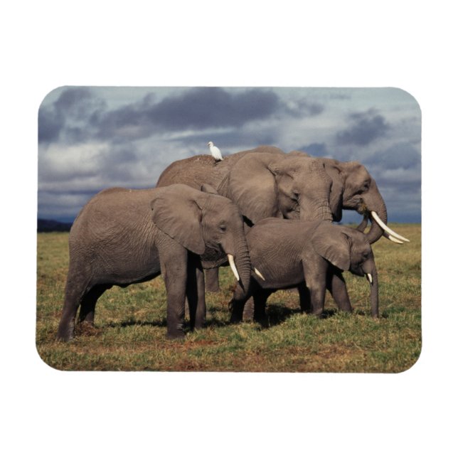 Magnet Flexible Éléphant d'Afrique bébé avec sa famille (Horizontal)