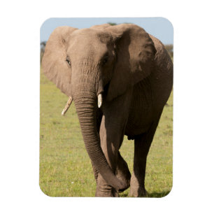 Magnet Flexible Éléphant d'Afrique (Loxodonta Africana), Maasai