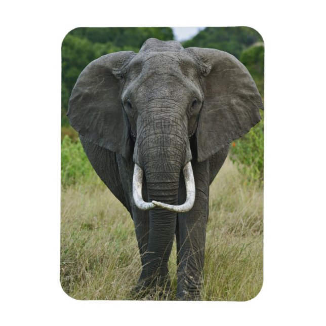 Magnet Flexible Éléphant d'AfriqueLoxodonta, Masai Mara Game (Vertical)