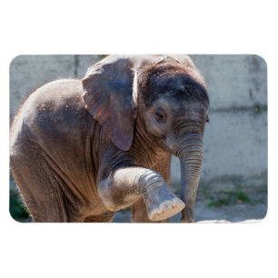 Magnet Flexible Éléphant de bébé