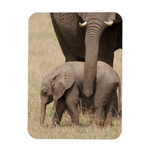 Magnet Flexible Éléphant de bébé africain avec mère
