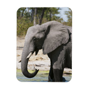 Magnet Flexible Éléphant (Loxodonta africana), chenal Savute