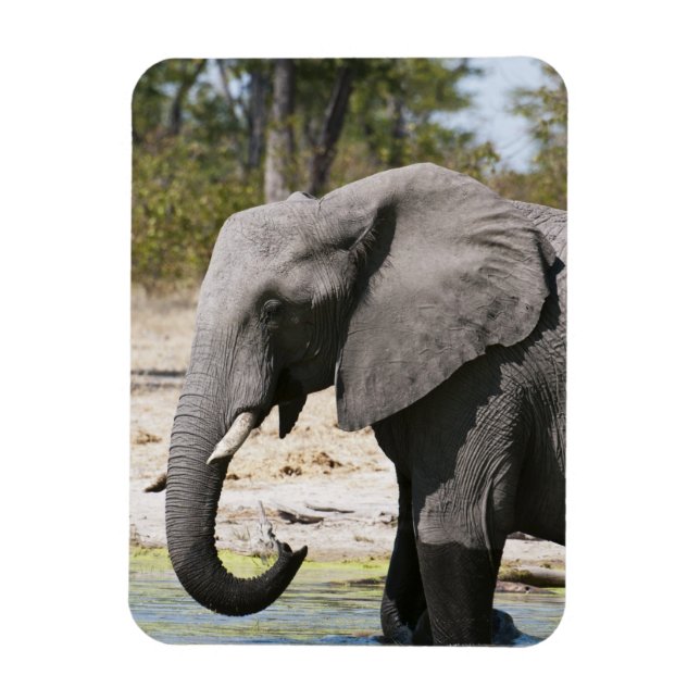 Magnet Flexible Éléphant (Loxodonta africana), chenal Savute (Vertical)