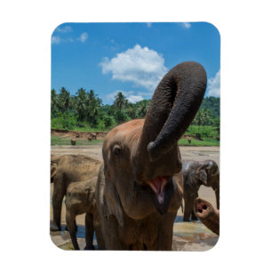 Magnet Flexible Éléphant Sri Lanka