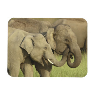 Magnet Flexible Éléphants asiatiques indiens